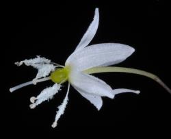 Image: P.B. Heenan © Landcare Research 2014 